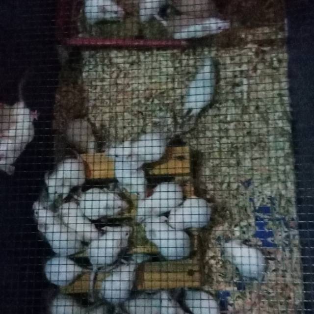 Tikus putih/mencit medium