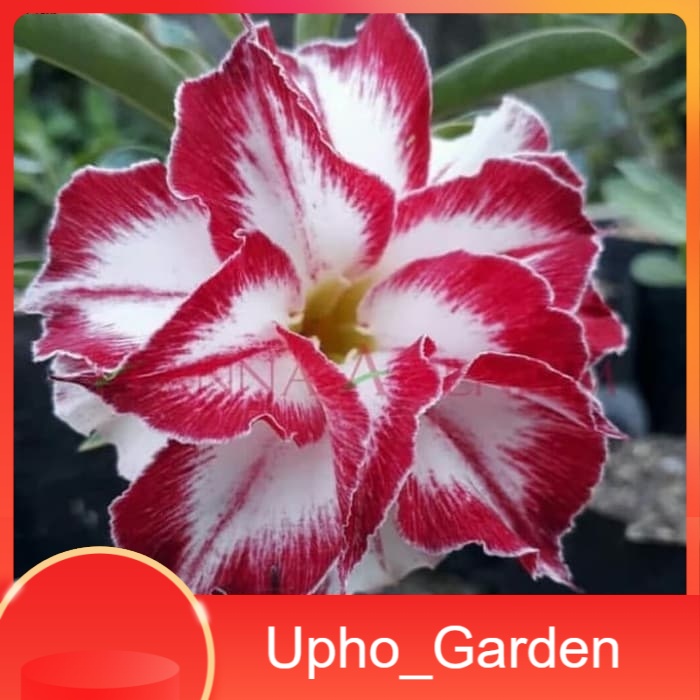 

Bibit Bunga Kamboja Adenium Amarillys - Upho_Garden