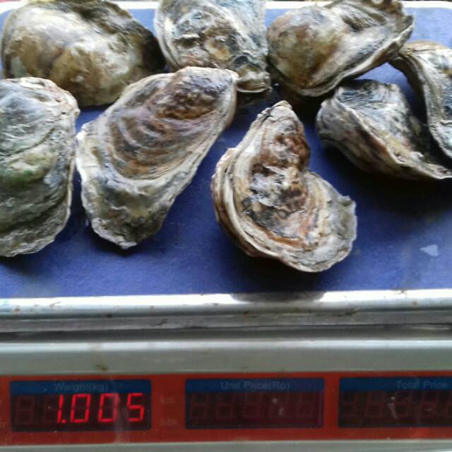 Jual Jual Kerang Tiram Oyster Hidup 1 Kg Isi 5 7 Pcs Jakarta Utara Krabben Fresh Market Tokopedia