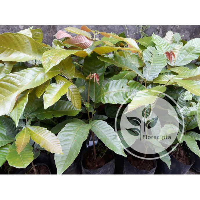 Bibit Pohon Matoa / Tanaman Buah Matoa / Buah Matoa Khas Papua &&**&&