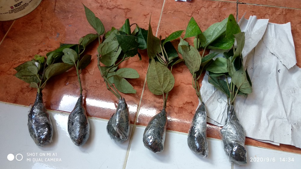 New Produck!! Tanaman Herbal - Tanaman Lada Perdu - Pohon Merica - Piper Nigrum