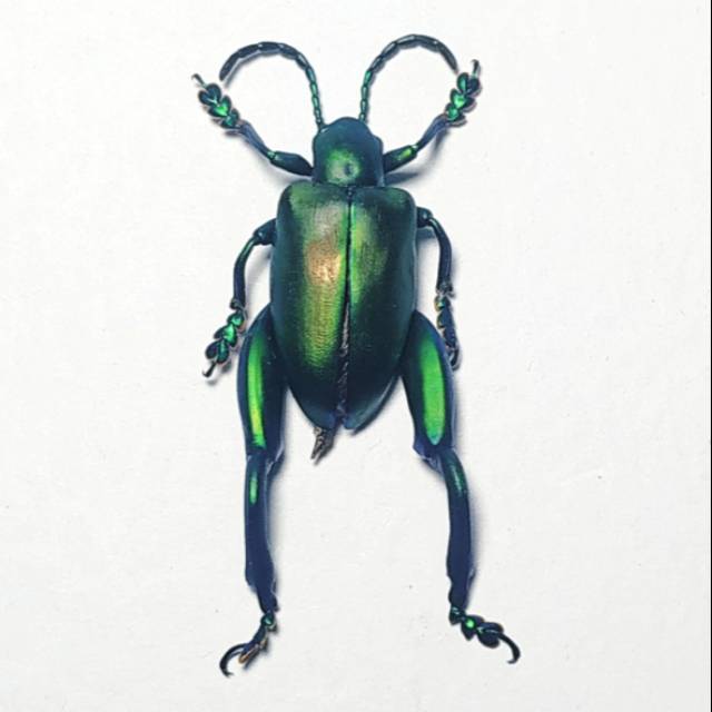 AWETAN SERANGGA ASLI/TAXIDERMY KUMBANG KAKI KATAK