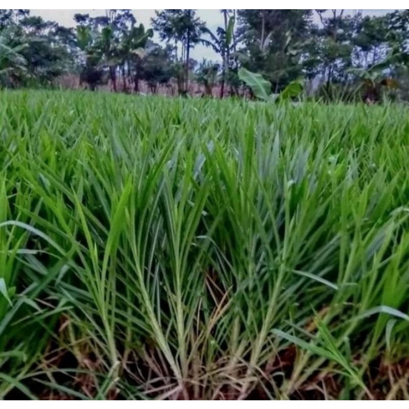 rumput gajah odot paket 3 kg