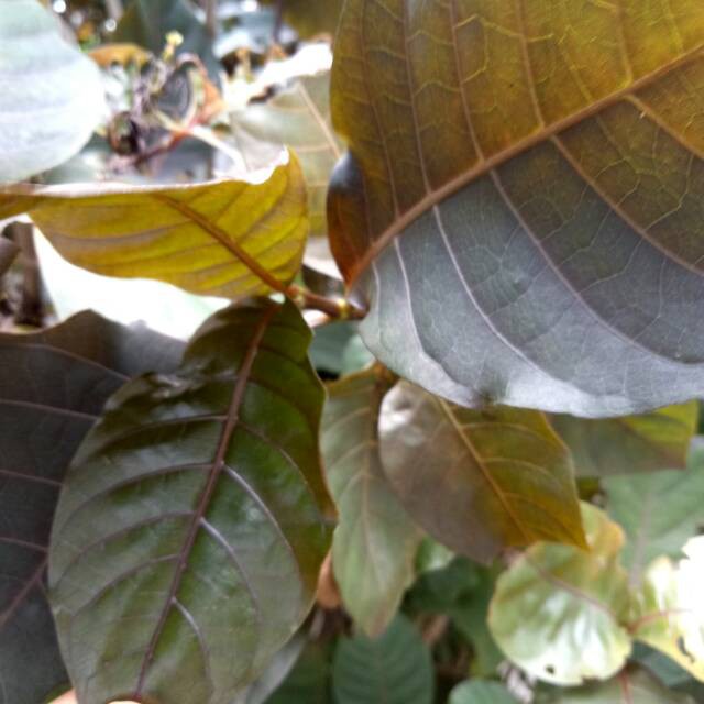 

Daun Ungu / Handeuleum segar