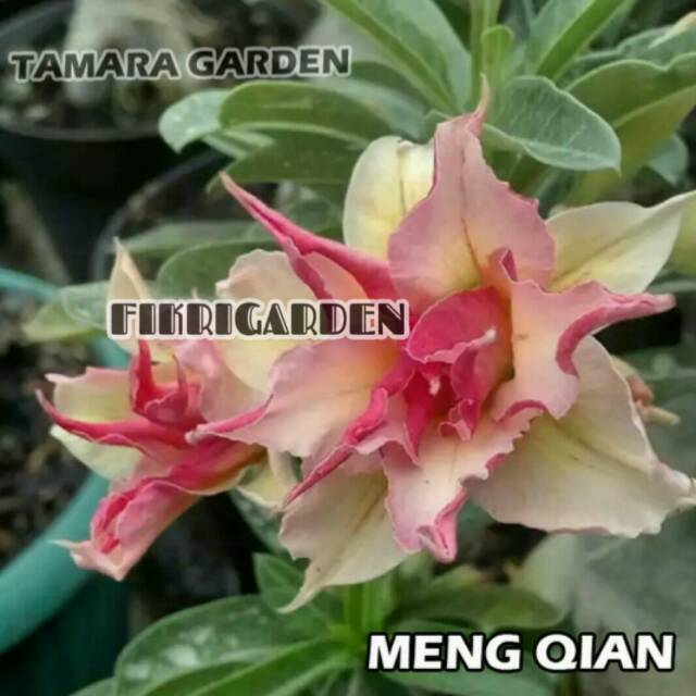 

Bibit Bunga Kamboja Adenium Meng Qian