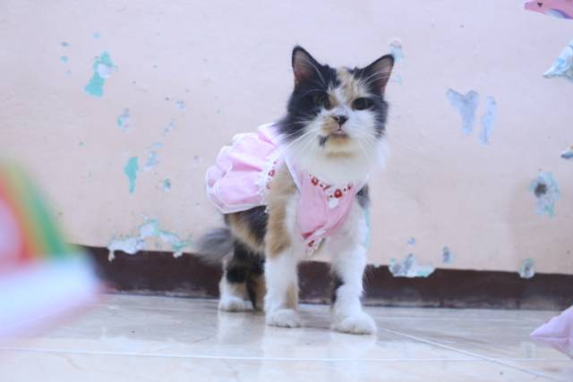 Dress princess pink new 2020 lucu untuk kucing dan anjing / baju kucing murah size S M L XL