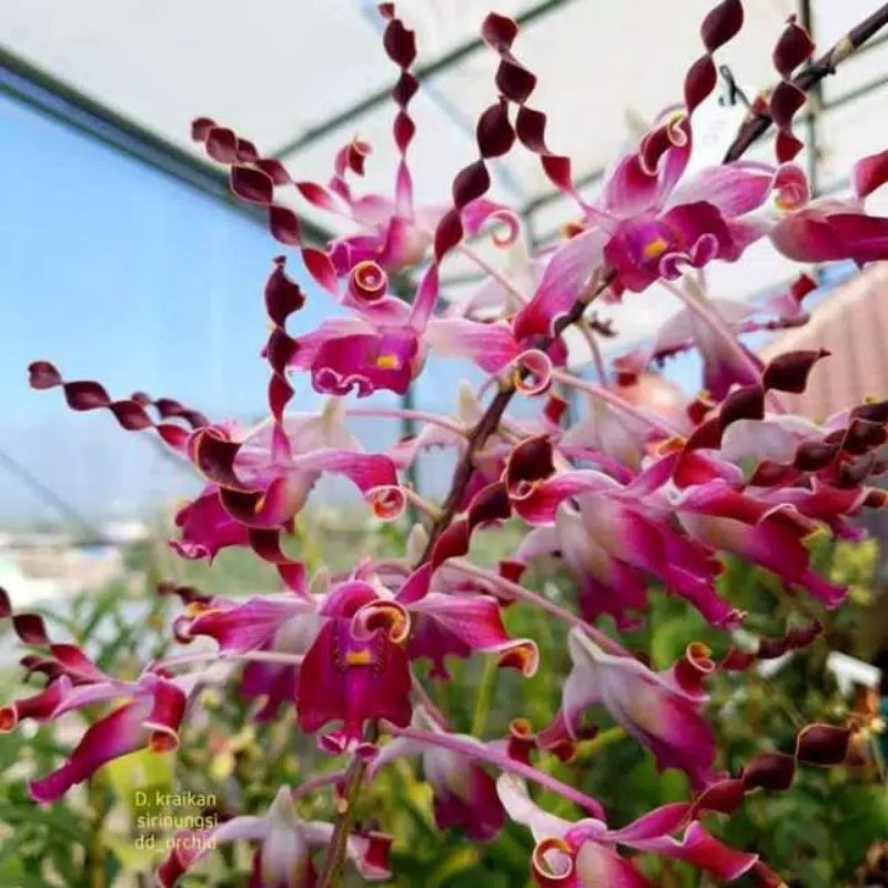 anggrek dendrobium Silangan keriting rumpun - tanaman hias Angrek dewasa