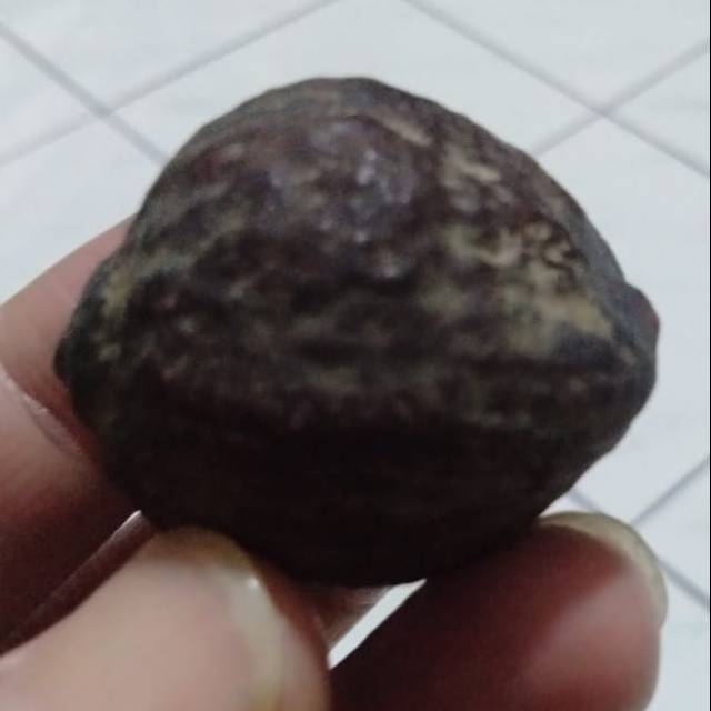 Muncang adu Eti Raja Batok