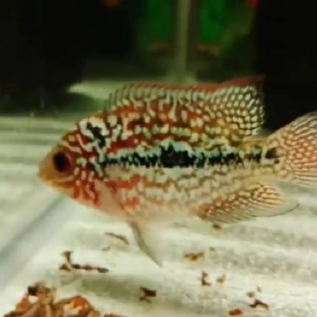 PROMO " buy 2 get 1 pelet HQ 100gr " kamfa F2 import.