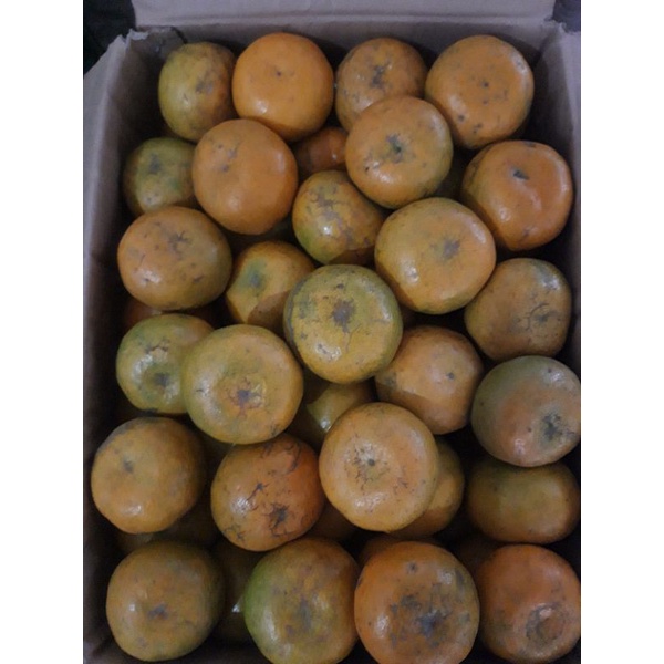 

JERUK MEDAN SUPER 1 KG