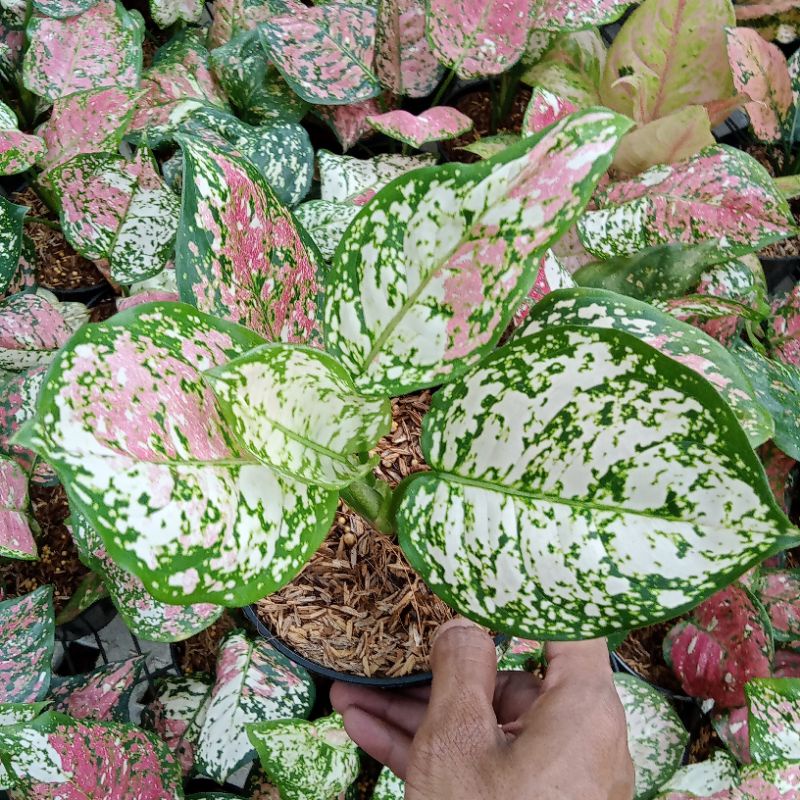 Aglonema Tri Color/tanaman hias aglonema