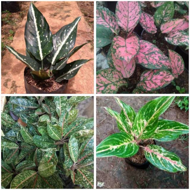 Paket 4 Tanaman Hias Aglonema ruby Valentine - Batterfly - Donacarmen - srikit