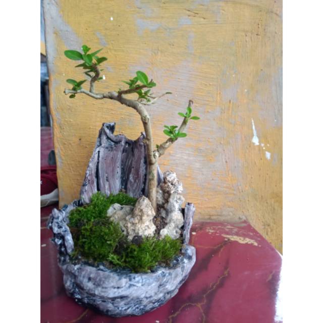  Pot  bonsai  sancang serut mame Termurah Unik Shopee Indonesia