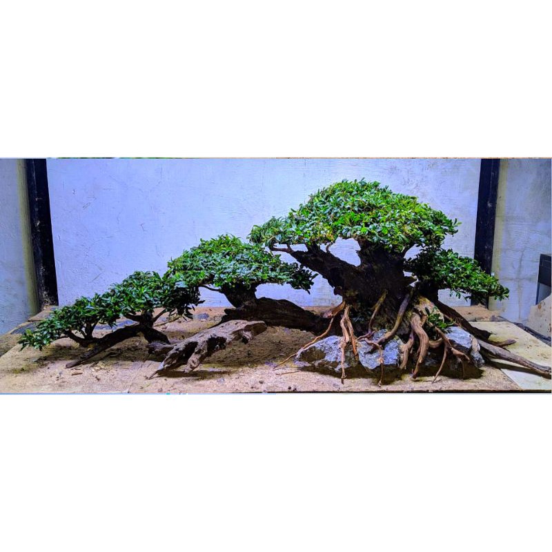 bonsai aquascape uk.p60.cm plus planting mosjava.