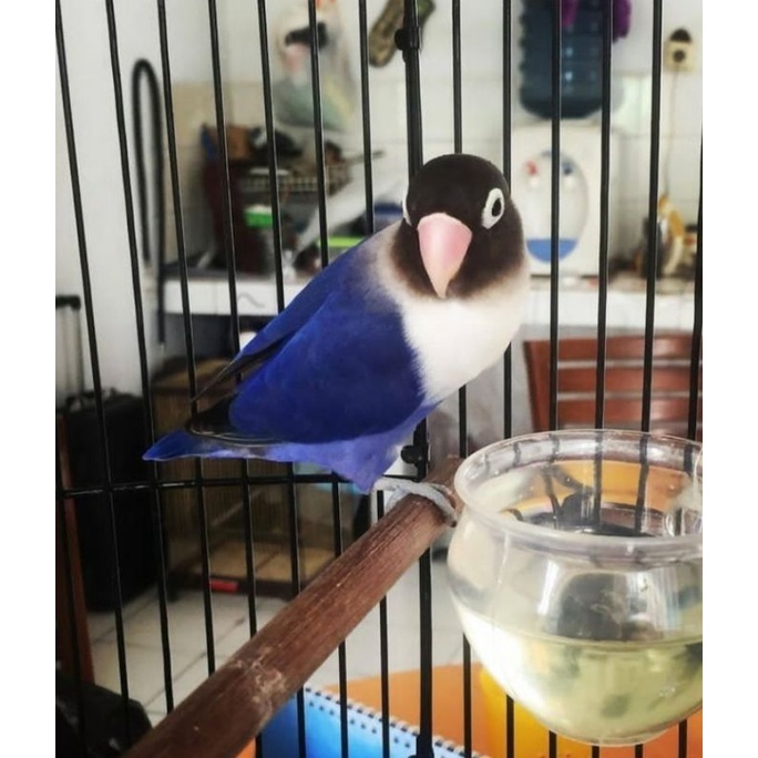 Lovebird jenis josan/pasjo