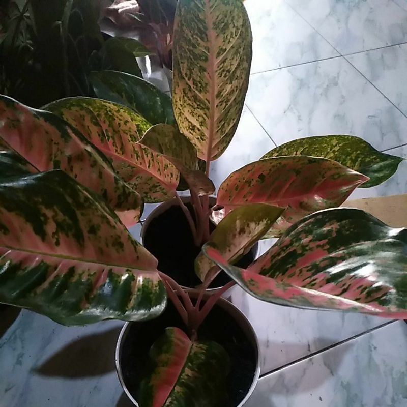 aglonema kocin pink,big roy