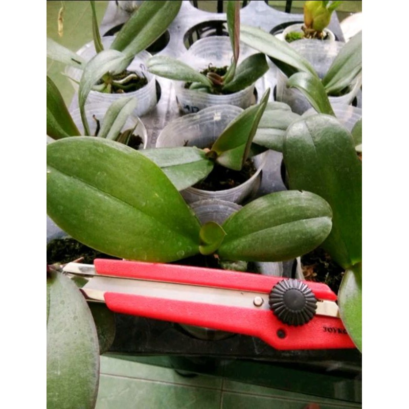 Remaja Anggrek Bulan