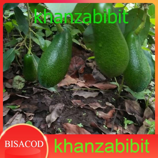 Apokat miki terlaris(KHANZA)