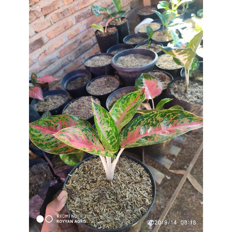 Aglonema Mahasety tanian lokal