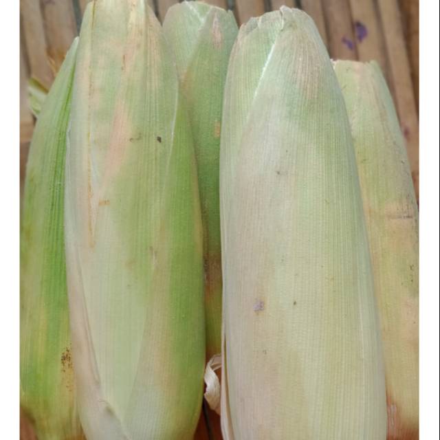 

Jagung manis kulit perbuah Sayur Online Makassar