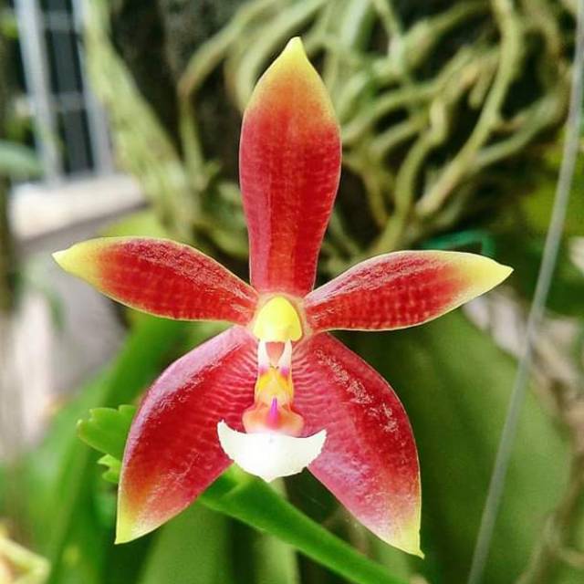 Phalaenopsis speciosa x cornu cervi red
