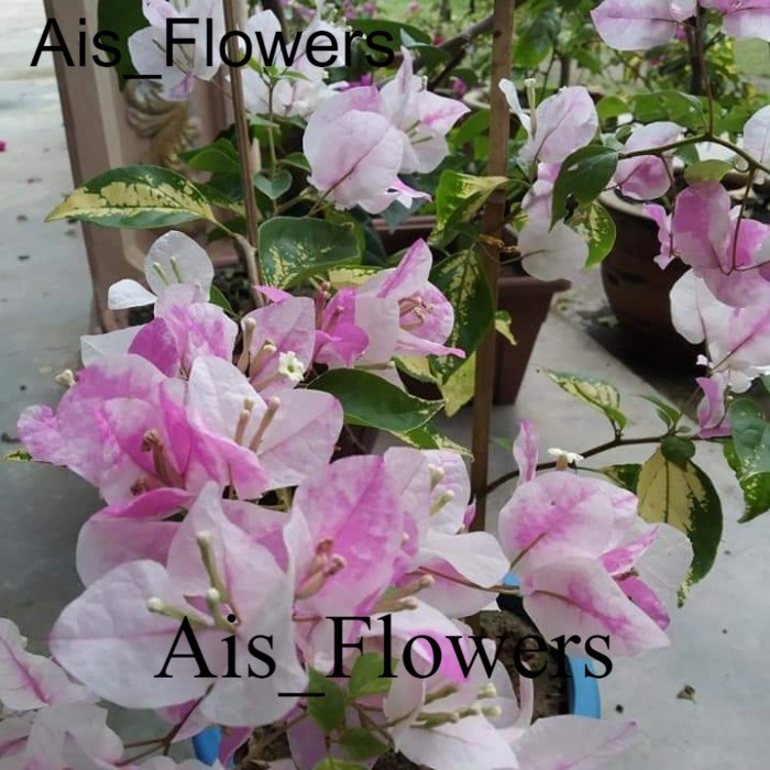 Bougenville sakura ice cream ori