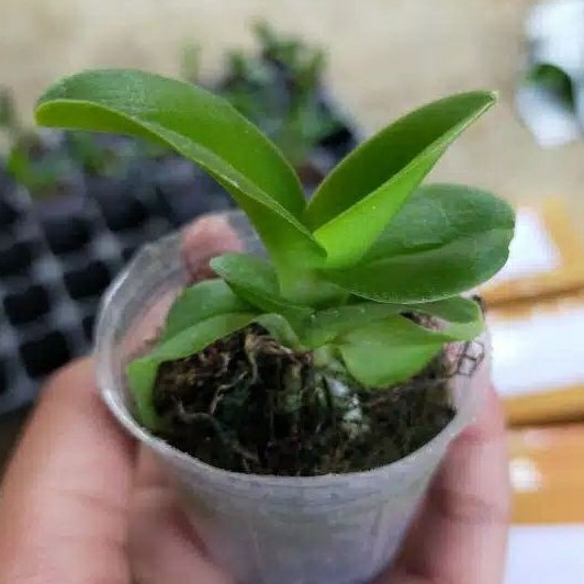 Bibit Anggrek / Seedling Anggrek Cattleya