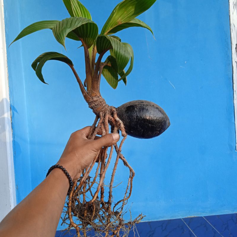 Bonsai Kelapa Minion Sudah Jadi