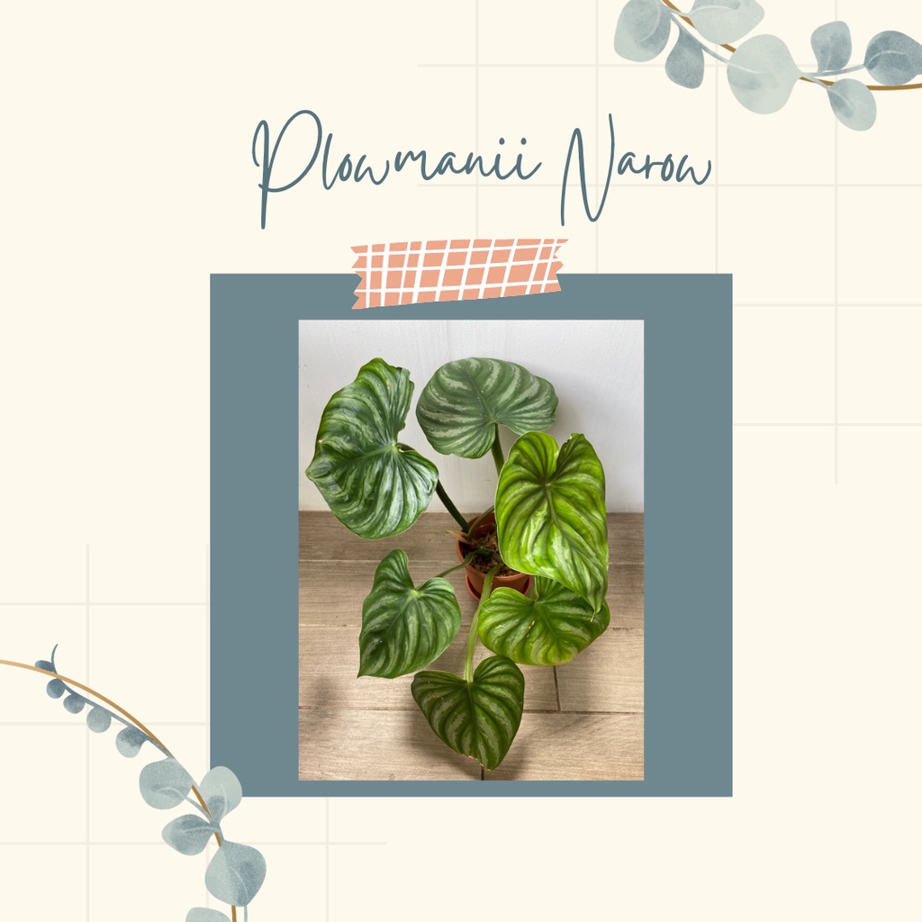 Philodendron Tanaman Hias Philo Plowmanii Narrow