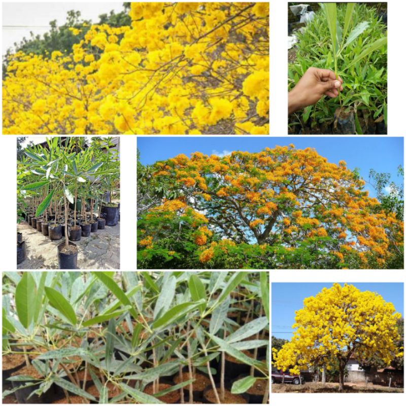 BIBIT TABEBUYA KUNING SUPER SIAP TANAM ( BELI 5 BIBIT BONUS 1 BIBIT ) // POHON TABEBUYA KUNING // TA