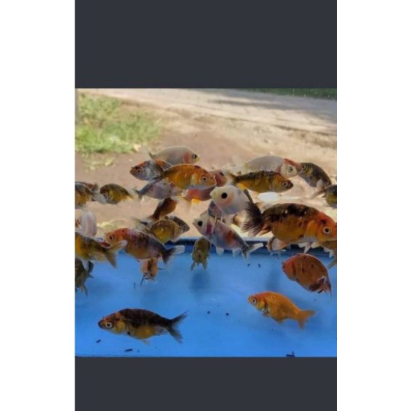 Ikan Hias Mas Koki Baby Ranchu Calico