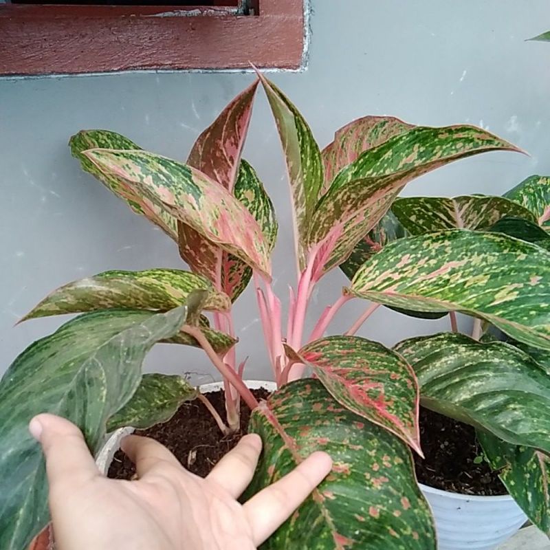 aglonema gatotkaca rimbun indukan big roy dan big pa2