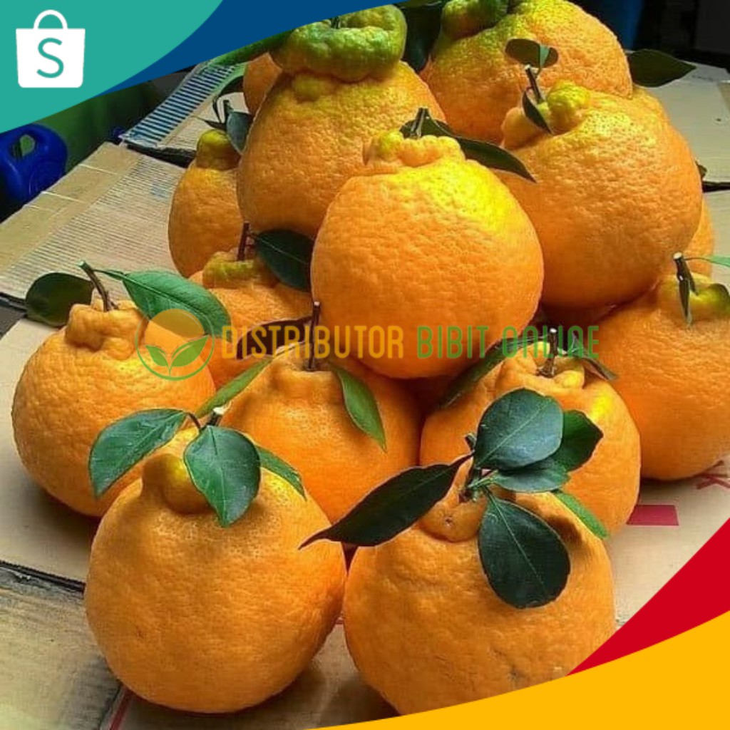 Bibit jeruk dekopon genjah mudah berbuah