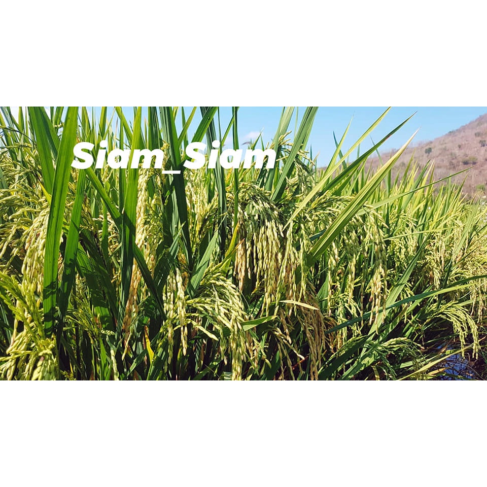 Biji Padi Unggul Siam - Siam 5 Kg