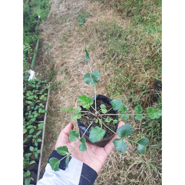 BIBIT PURWACENG TANAMAN PURWACENG PURWOCENG PIMPINELLA ALPINA