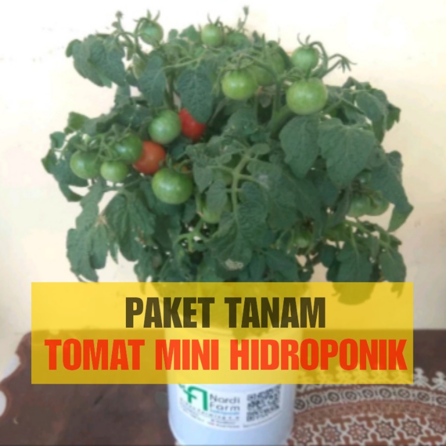 Set Paket Hidroponik Tomat Mini