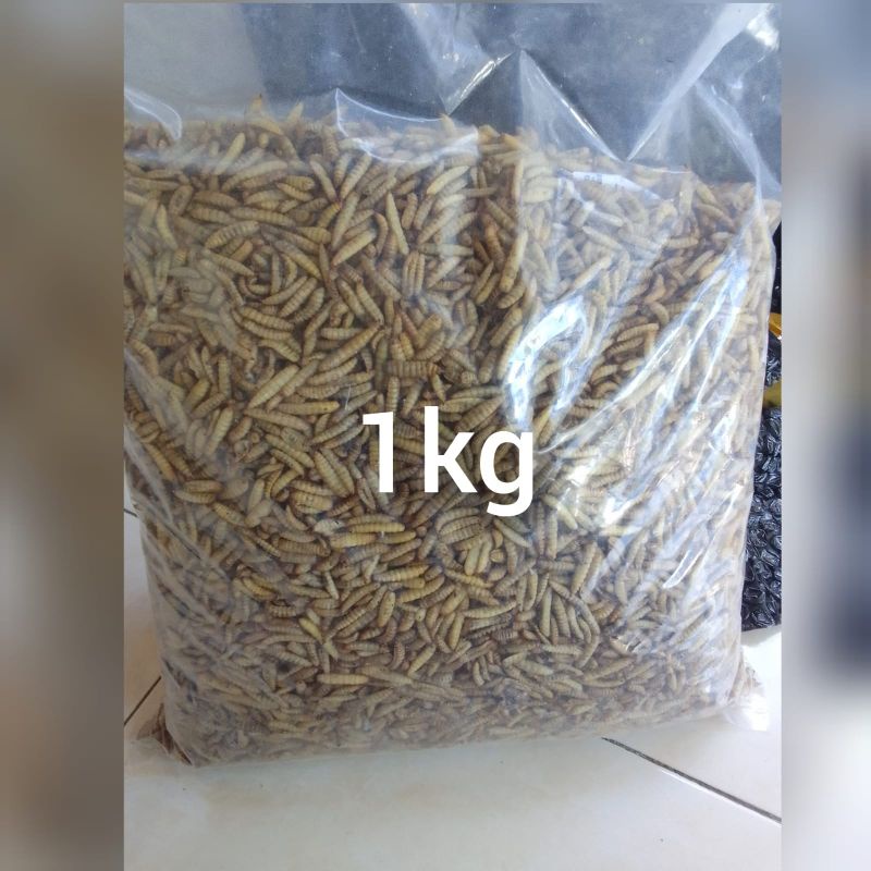 magot kering 1kg/Maggot kering bsf/Maggot great AA