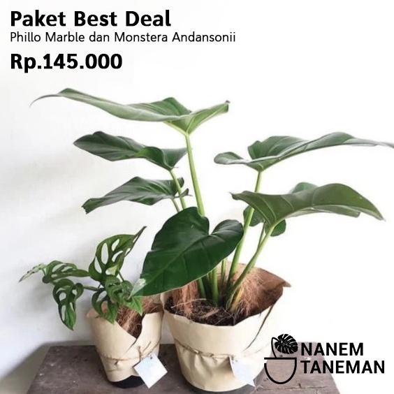 HOTLIST Phillo Marble & Monstera Obliqua - Paket Best Deal