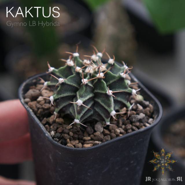 Kaktus Gymno Lb Hybrida