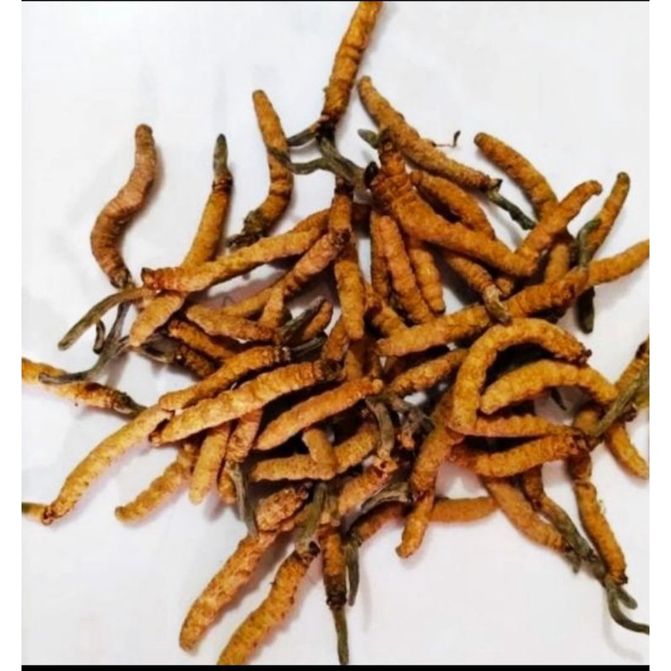 Cordyceps Dong Chong Xia Cao 5gr