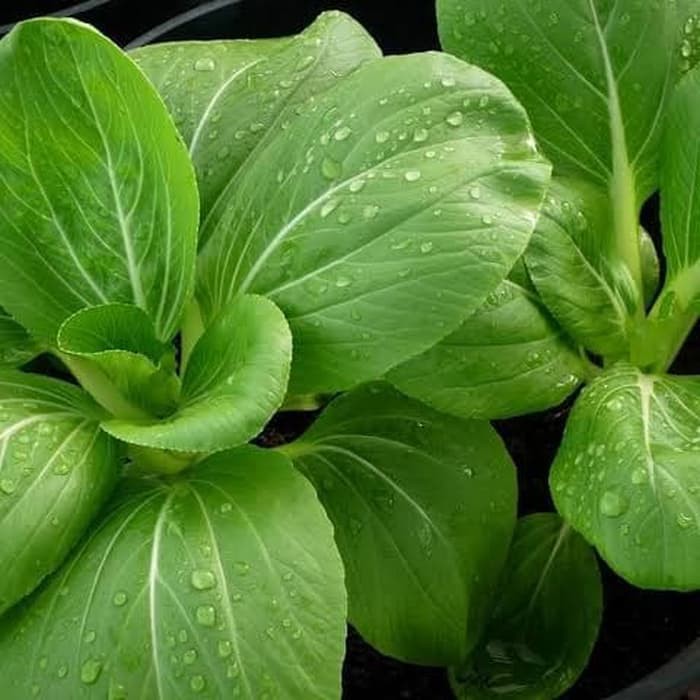 BENIH BIJI BIBIT  PAKCOY PAKCOY NAULI F1 ISI 10 Shopee 