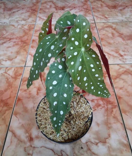 PAKET 2 JENIS TANAMAN HIAS BEGONIA / Begonia mocca / begonia maculata / tanaman gantung begonia