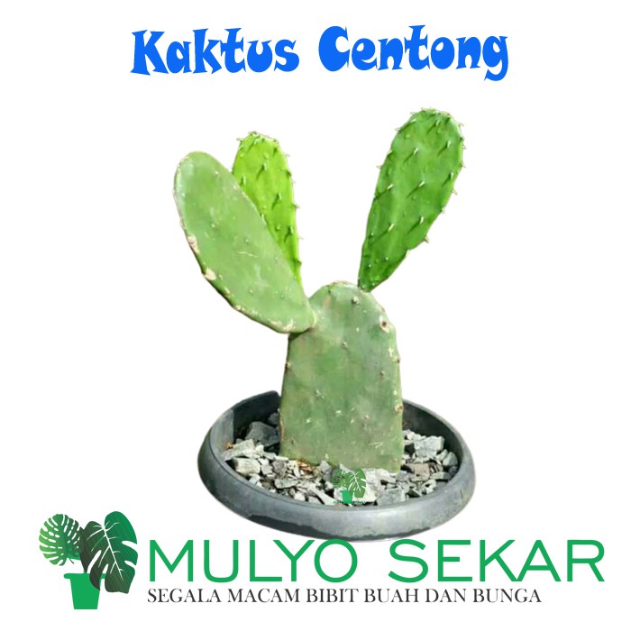 Tanaman hias Kaktus centong / cactus opuntia