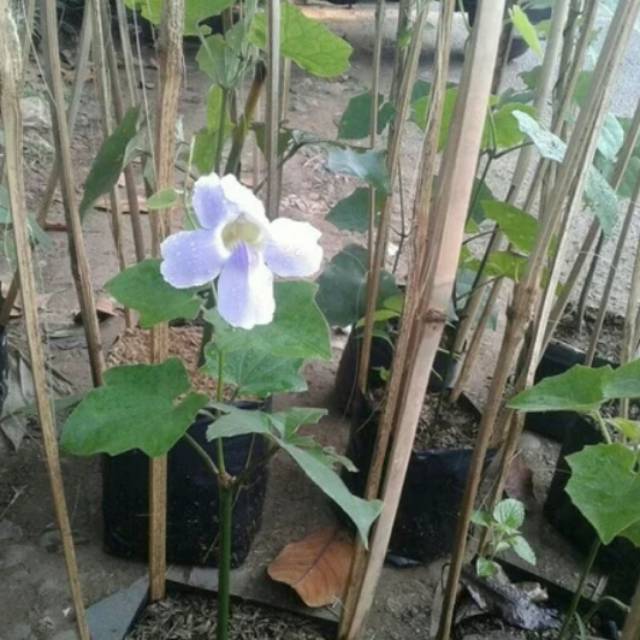 Tanaman hias tumbergia-tanaman rambat bunga tumbergia