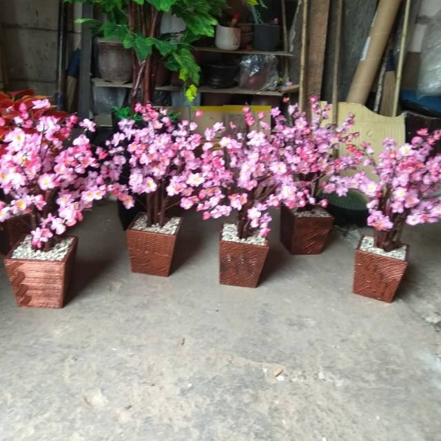 Bonsai sakura
