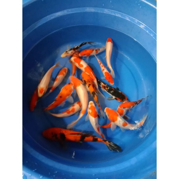 koi indukan Blitar size 17-20 cm