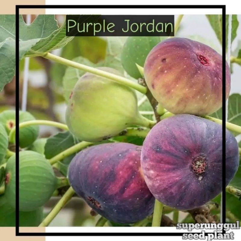 Tanaman Buah Tin Jenis Purple Jordan