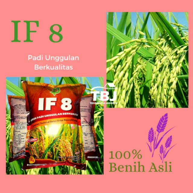 Benih Bibit Padi IF 8 Asli Aceh