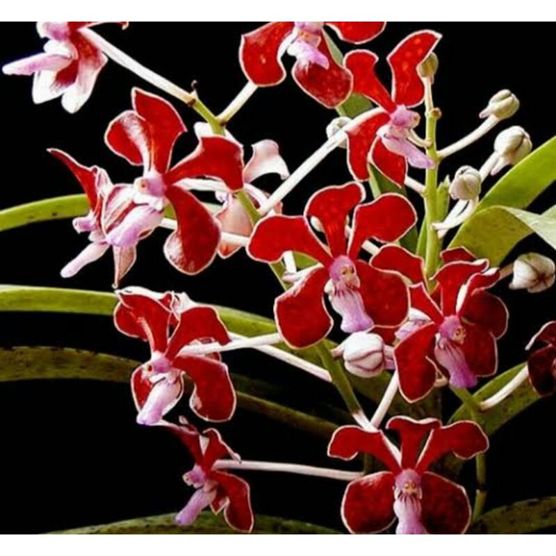 anggrek vanda dewasa