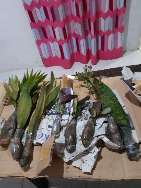 Terbaru!! Paket 3 Tanaman Hias Pembersih Udara Sansevieria - Tiger - Moonshine - Lidah Mertua